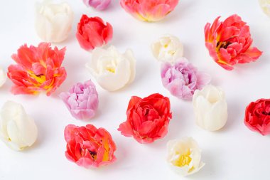 Beyaz arkaplanda çok renkli izole laleler