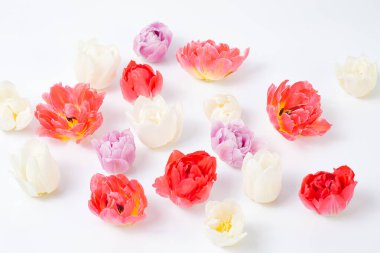 Beyaz arka planda çok renkli, izole laleler.