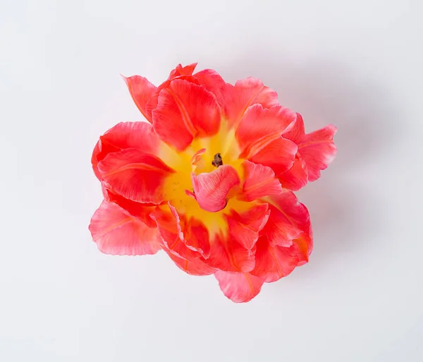 Red tulip head isolated on white background