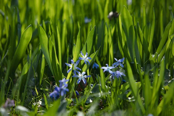 Fields Blue Fresh Flowers Natural Background Best Illustration Freshness Spring — Foto de Stock
