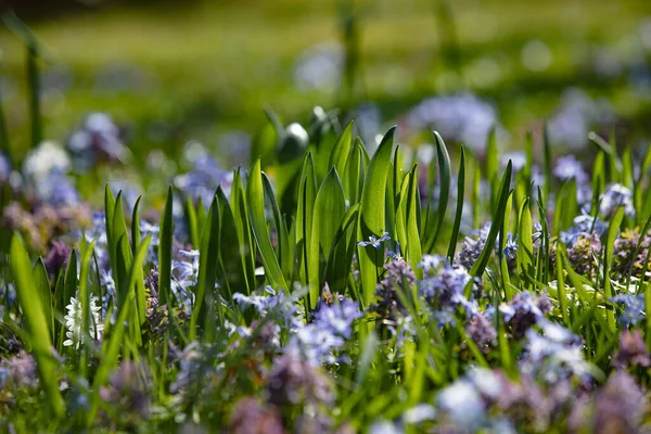 Fields Blue Fresh Flowers Natural Background Best Illustration Freshness Spring — Stock Photo, Image