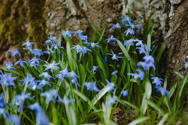 Fields Blue Fresh Flowers Natural Background Best Illustration Freshness Spring — Stock Photo, Image