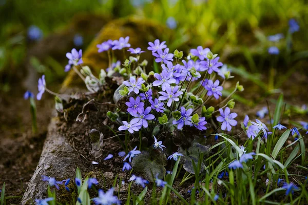 Blue Fresh Flowers Growing Natural Forest Picture Illustration Blooming Spring — Stock Photo, Image