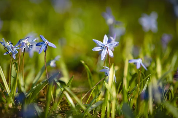 Fields Blue Fresh Flowers Natural Background Best Illustration Freshness Spring — Stok fotoğraf