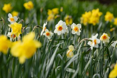 Tarladaki taze narsisli çiçekler.