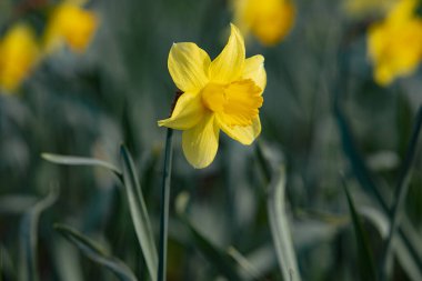 Doğal tarlada bahar çiçekleri. Fotoğrafçılık tazelik, bahar, afiş ve tebrik kartı için iyidir.