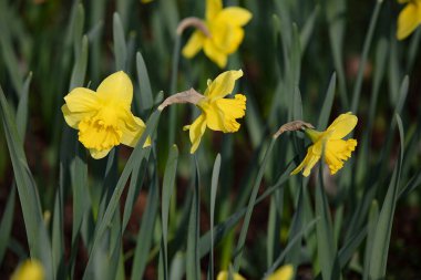 Tarladaki taze narsisli çiçekler.