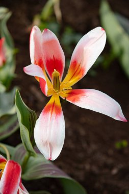 Doğal tarlada yetişen karışık renkli laleler. Kutlama, doğum günü, parti, bayrak, bahar, tazelik ve yaz için en iyisi.