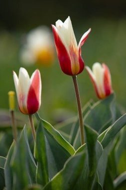 Doğal tarlada yetişen karışık renkli laleler. Kutlama, doğum günü, parti, bayrak, bahar, tazelik ve yaz için en iyisi.