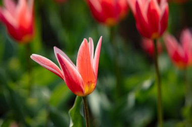 İlkbaharın ve yeni hayatın göstergesi olarak parkta açan lale.