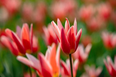 Doğal parktaki kırmızı lale çiçekleri. 