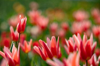 Doğal parktaki kırmızı lale çiçekleri. 