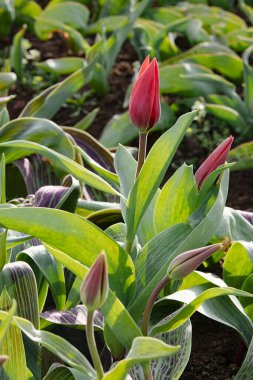 Doğal tarlada yetişen karışık renkli laleler. Kutlama, doğum günü, parti, bayrak, bahar, tazelik ve yaz için en iyisi.