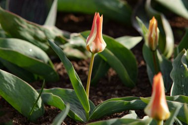 İlkbaharın ve yeni hayatın göstergesi olarak parkta açan lale.