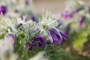 Rüya-otu en güzel çiçeklerden biridir. Pulsatilla ormanda baharı açar ya da güneşli bir günde park eder. Pulsatilla çiçeği yakından görüntüsü. Özel ışık verin. Benner illüstrasyonu için en iyisi