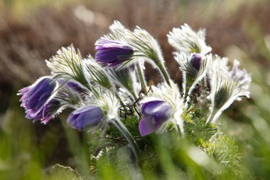 Rüya-otu en güzel çiçeklerden biridir. Pulsatilla ormanda baharı açar ya da güneşli bir günde park eder. Pulsatilla çiçeği yakından görüntüsü. Özel ışık verin. Benner illüstrasyonu için en iyisi