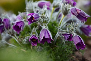 Rüya-otu en güzel çiçeklerden biridir. Pulsatilla ormanda baharı açar ya da güneşli bir günde park eder. Pulsatilla çiçeği yakından görüntüsü. Özel ışık verin. Benner illüstrasyonu için en iyisi