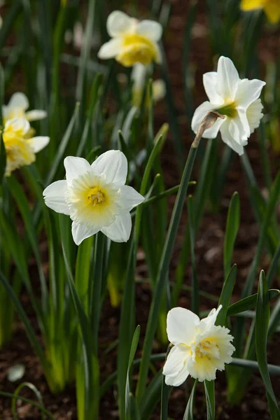 Frühlingsblumen Natürlichen Feld Fotografie Zur Illustration Von Frische Frühling Gut — Stockfoto