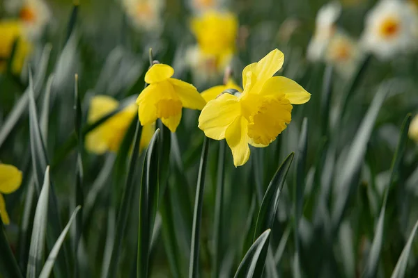 Frische Helle Narzissenblüten Auf Dem Feld Der Natur — Stockfoto