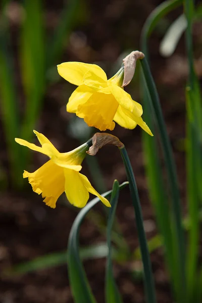 Frische Helle Narzissenblüten Auf Dem Feld Der Natur — Stockfoto