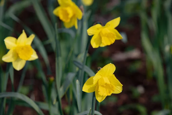 Frühlingsblumen Natürlichen Feld Fotografie Zur Illustration Von Frische Frühling Gut — Stockfoto