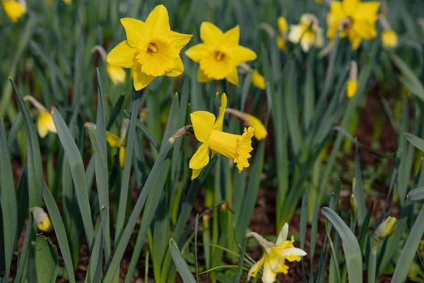 Frühlingsblumen Natürlichen Feld Fotografie Zur Illustration Von Frische Frühling Gut — Stockfoto