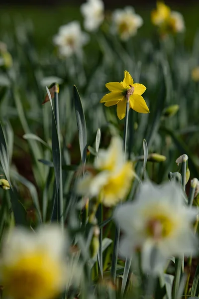 Frische Helle Narzissenblüten Auf Dem Feld Der Natur — Stockfoto