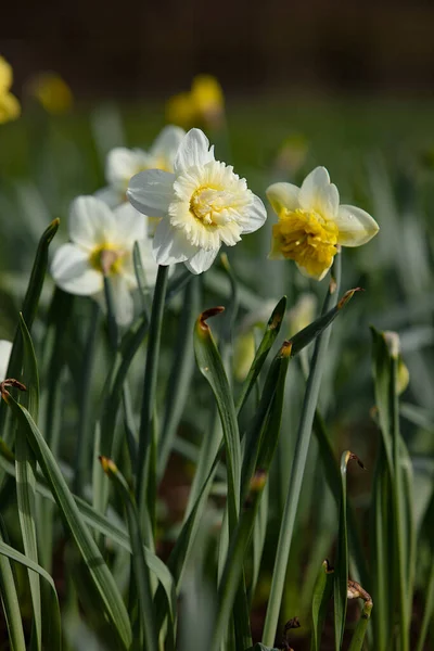 Frühlingsblumen Natürlichen Feld Fotografie Zur Illustration Von Frische Frühling Gut — Stockfoto