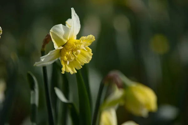 Frische Helle Narzissenblüten Auf Dem Feld Der Natur — Stockfoto