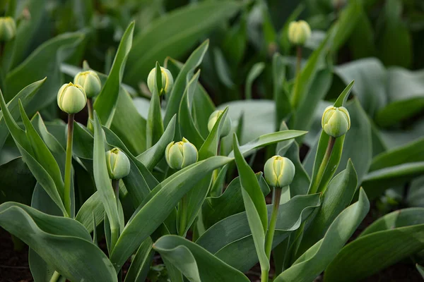 Mischfarbige Tulpen Die Auf Dem Natürlichen Feld Wachsen Besten Zur — Stockfoto