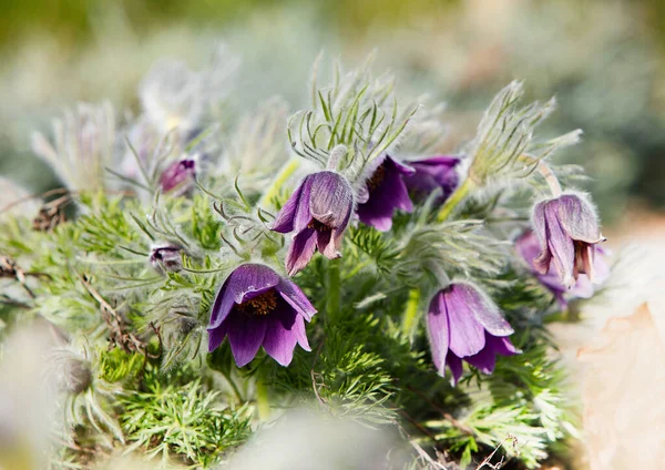 Färska Vackra Violetta Blommor Parken — Stockfoto
