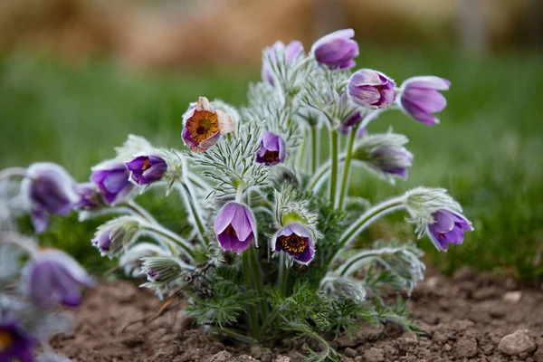 Dream-grass one of the most beautiful flower. Pulsatilla blooms the spring in the forest or park on a Sunny day. Pulsatilla flower close-up view. Contour special light. best for benner illustration