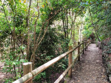 Los Tilos de Moya özel doğal rezerv, Gran Kanarya adası, Kanarya adaları, İspanya