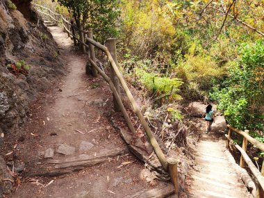 Los Tilos de Moya özel doğal rezerv, Gran Kanarya adası, Kanarya adaları, İspanya