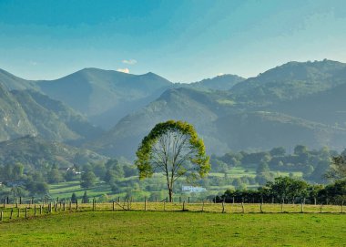 Çayırların ortasında, arka planda Penamayor sıradağları olan yalnız bir ağaç.