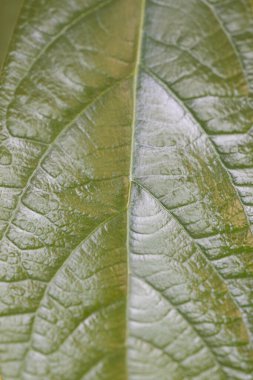 yeşil avokado yaprağı kapat