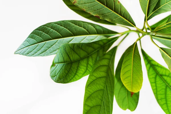 annual avocado tree on a white background, unusual angle, bottom view, avocado leaves close-up, beautiful greenery, houseplants