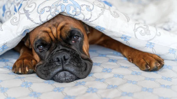 Hond Ligt Het Bed Bokser Bedekt Met Een Deken Beddengoed Stockafbeelding