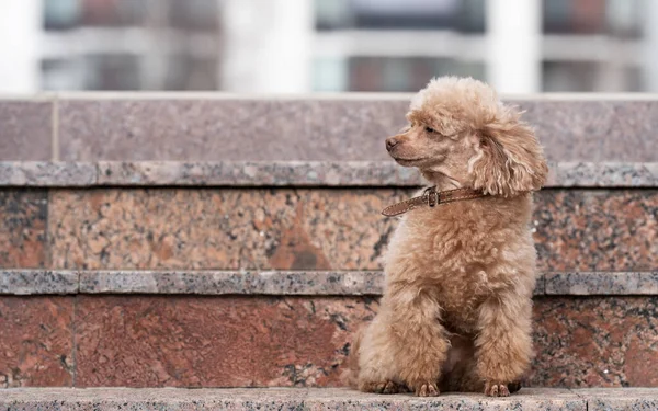 The poodle sits on the marble steps — Stock Photo, Image