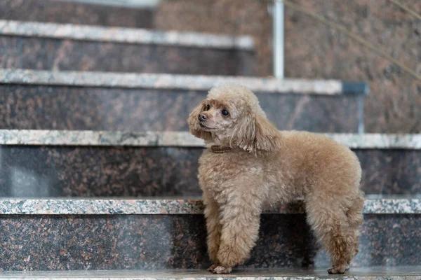 Toy poodle after grooming stands on the marble staircase and looks away — 图库照片