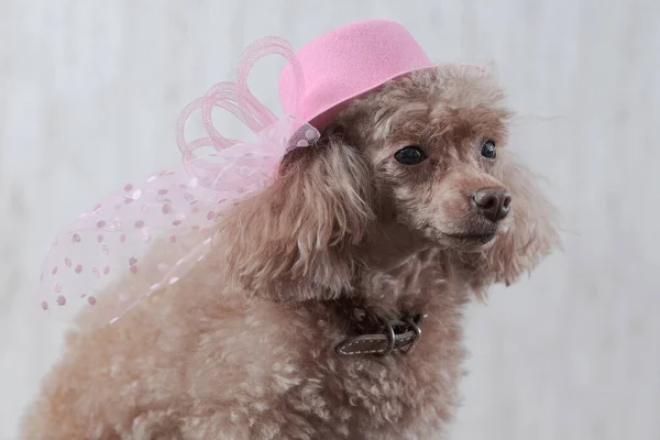 玩具狮子狗的肖像，装饰成褐色，头戴粉色帽子，头戴米色背景的面纱 — 图库照片