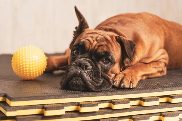 De bokser hond ligt op de gele sportmatten en kijkt naar de gele speelgoedbal Stockfoto