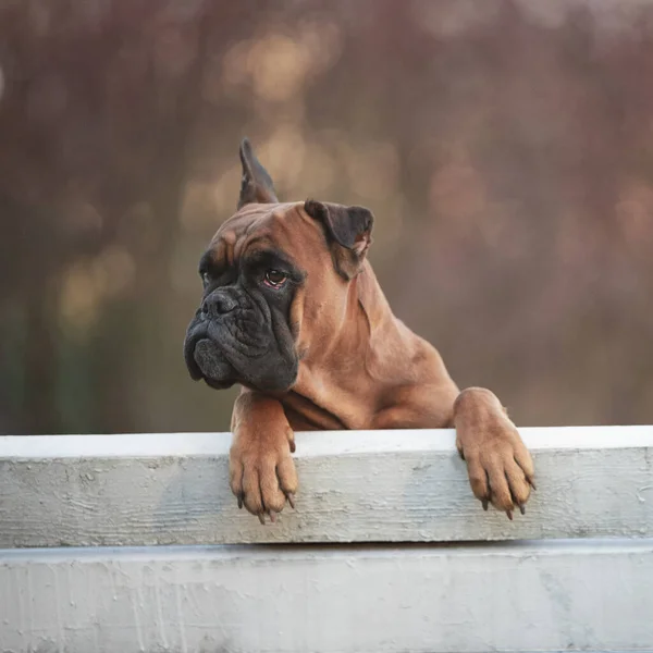 Немецкая боксерская собака сидит на скамейке в парке весной — стоковое фото
