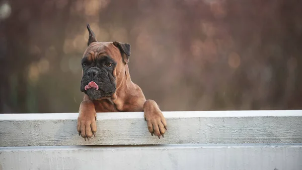 Perro boxeador alemán se sienta en un banco del parque en un día de primavera —  Fotos de Stock