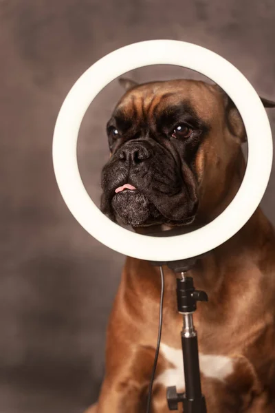 Perro boxeador alemán primer plano con una lámpara de anillo sobre un fondo gris —  Fotos de Stock