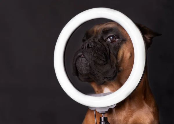 Duits bokser hond close-up met een ring lamp op een grijze achtergrond Rechtenvrije Stockafbeeldingen