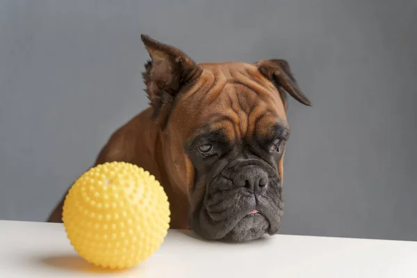 Német bokszoló kutya ül egy játéklabda mellett, szomorú tekintettel az arcán. — Stock Fotó