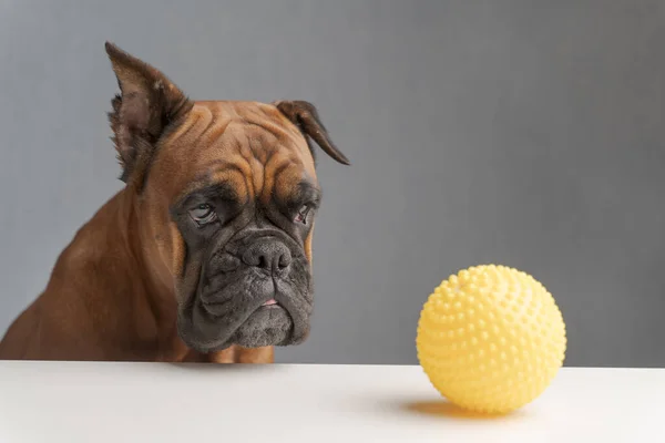 Duitse bokser hond zit en kijkt droevig naar een speelgoed gele bal, een close-up portret van een hond Stockafbeelding