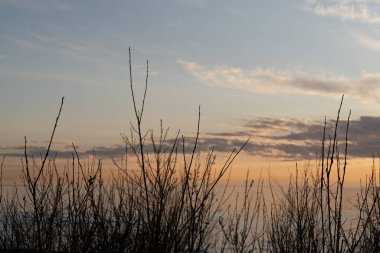 Gün batımı gökyüzü, ön planda çalılar, arka planda ışık...