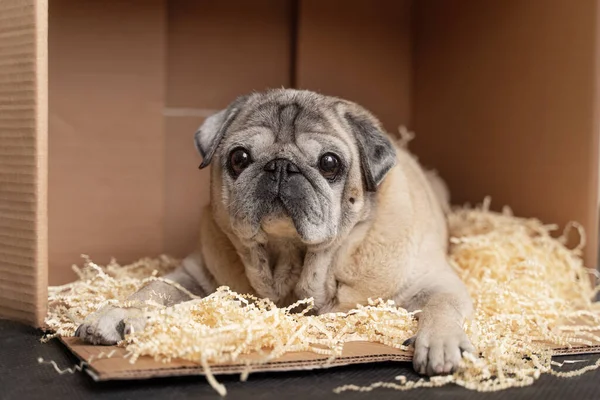 A mopsz kutya egy dobozban fekszik, préselt papírral. — Stock Fotó